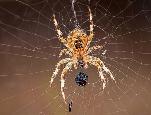 Dedetização de Aranhas em São Paulo